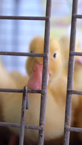 Small yellow ducklings with pink beaks confined behind the rusty metal bars of a cage, looking around curiously at an agricultural fair or poultry farm, symbolizing captivity and animal husbandry
