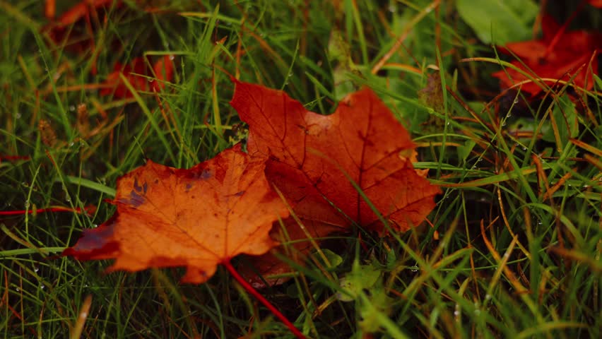 Fallen autumn leaves gently resting on dewy grass in tranquil garden scene.