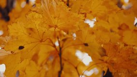 Golden autumn leaves swaying gently in breeze. - Powered by Shutterstock - Get 15% off with code: PIKWIZARD15