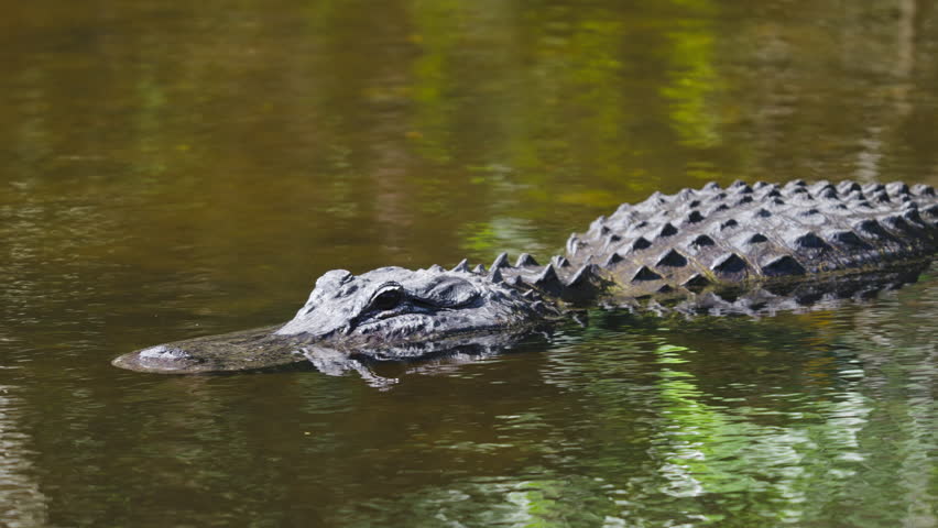 Alligator Close Up in Tannic Water 2