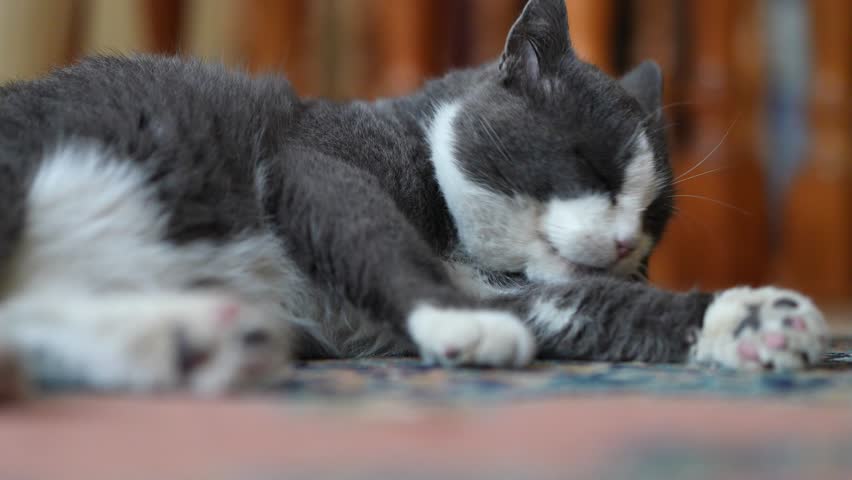 Cute grey and white domestic cat lying on a carpet while licking its paw to clean itself, showcasing typical feline grooming behavior and personal hygiene habits in a relaxed indoor setting