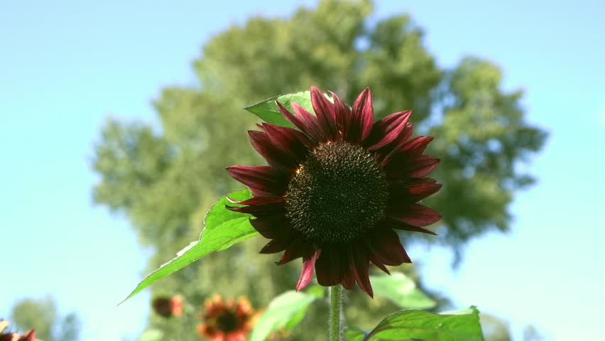 Close-up of a dark red sunflower blooming in a field against a clear blue sky. Unique vibrant petals in a bright summer nature scene.