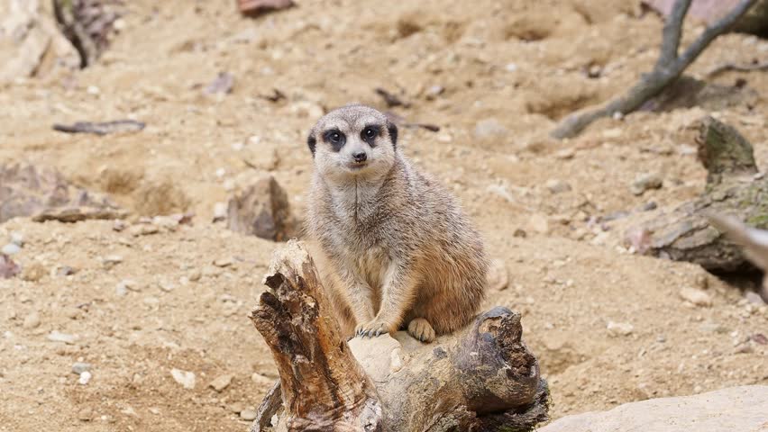 Curious meerkat sitting on a log, enjoying the warm desert sun