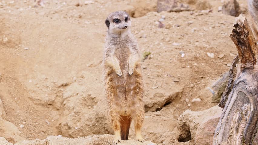 Curious meerkat sitting on a log, enjoying the warm desert sun