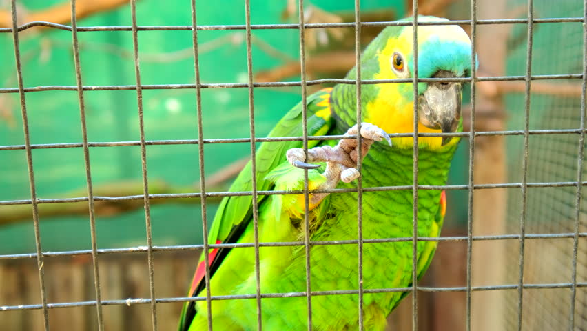 Sad looking blue-fronted amazon (Amazona aestiva) sit against fence at sanctuary