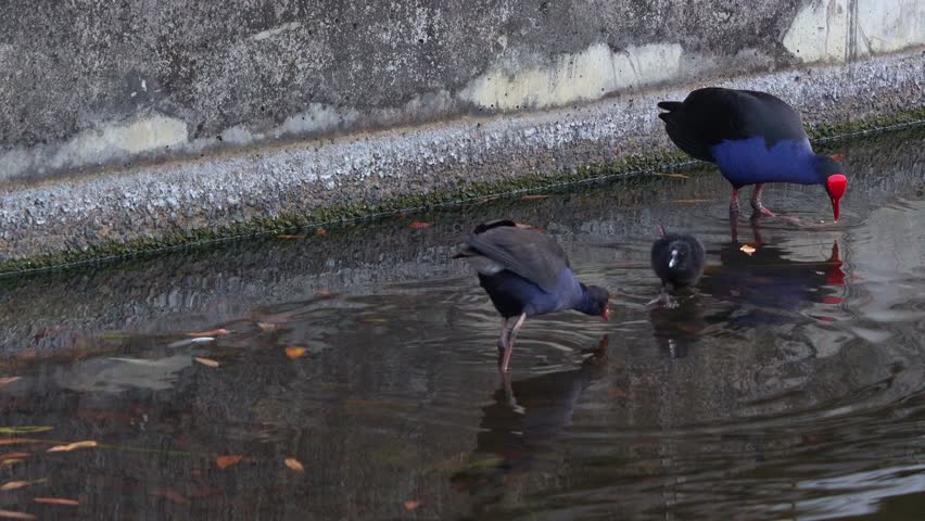 A family of Australasian Swamphen (Porphyrio melanotus) with striking red frontal shield, wading in murky water, close up shot.