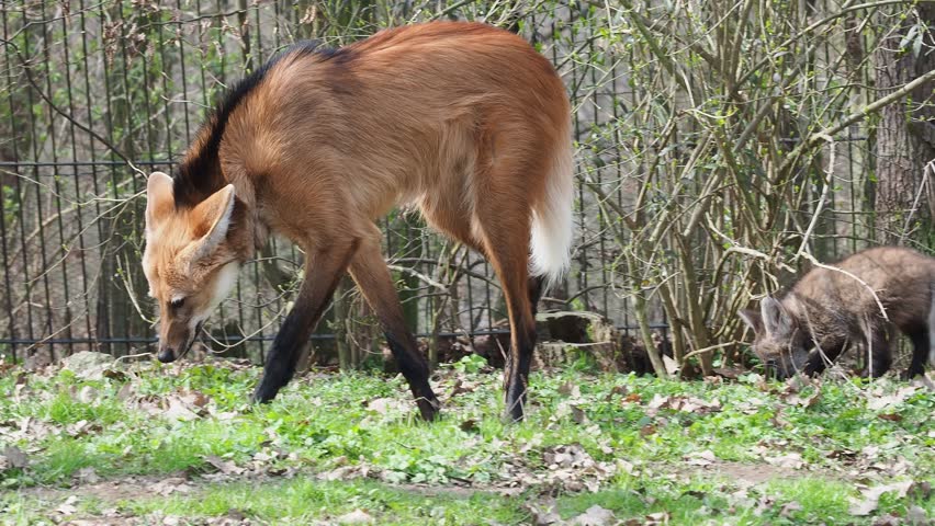 Adult maned wolf with its cub exploring a natural habitat
