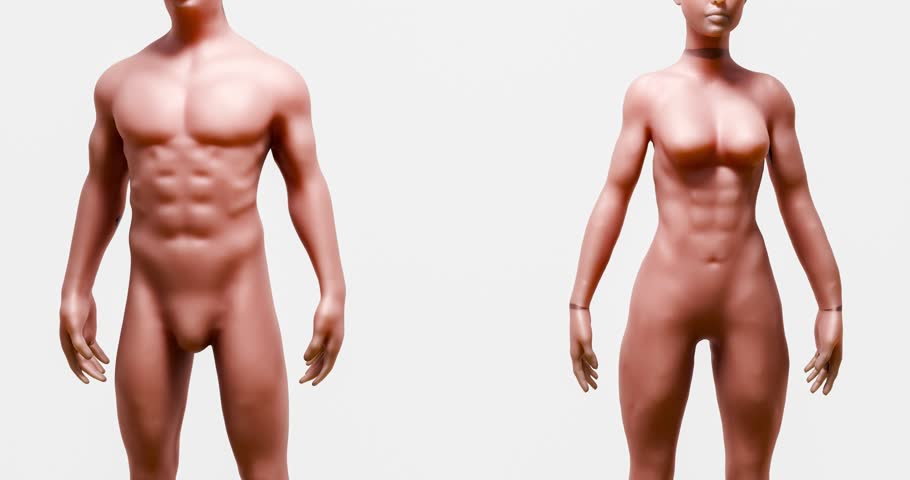 Human Body Cross Section Showing Fat Distribution in Abdomen and the Effect of Fitness on Belly Fat 3D Rendering
