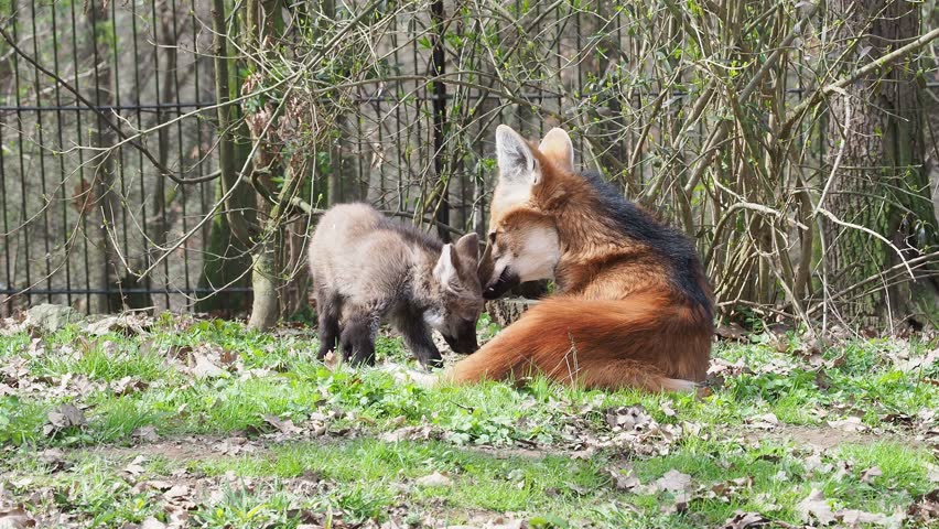 Maned wolf cub standing on grass looking at camera
