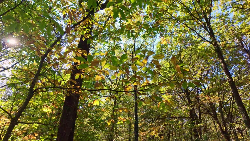 Sun shines through canopy of autumn trees with green and yellow leaves. First-person walking, looking up