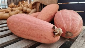Close-up of Pink Banana squash - Powered by Shutterstock - Get 15% off with code: PIKWIZARD15
