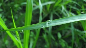 Morning Dew on Green Grass Blade – Macro Nature Video with Water Droplets

 - Powered by Shutterstock - Get 15% off with code: PIKWIZARD15