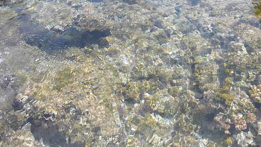 Tide pool filled with coral and fish in Maui, Hawaii.