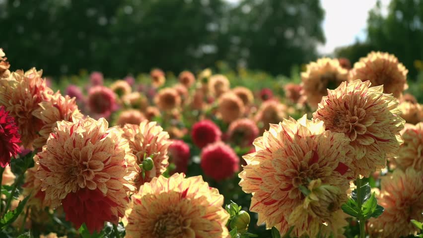Warm orange and yellow dahlias blooming in a lush flower field. Soft sunlight highlights layered petals in a peaceful summer garden scene.