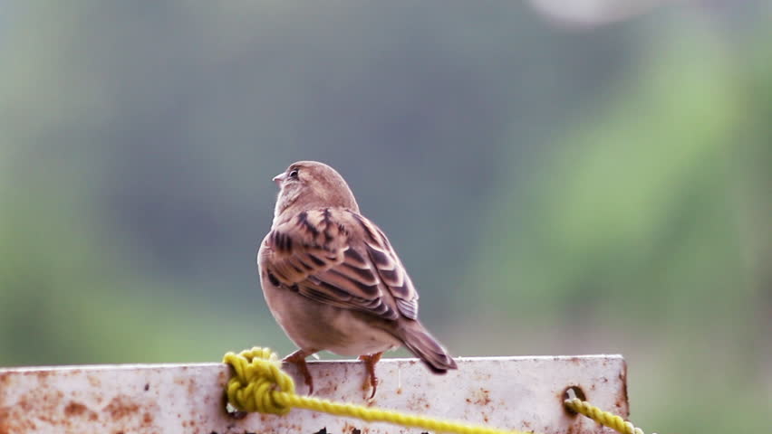 Close-up of a male House Sparrow ( Passer domesticus ), small wild bird sits chirping on thin rope or wire.