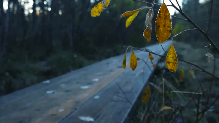 Yellow forzen frosty and ice covered autumn leaves in front of a wooden icy brown and gray colored boardwalk in morning nature at a hiking place during morning dawn time with shallow depth of field.