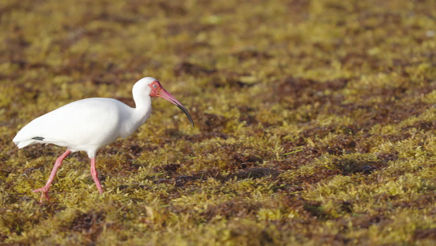 White Ibis Walking Along Beach Shore Seaweed