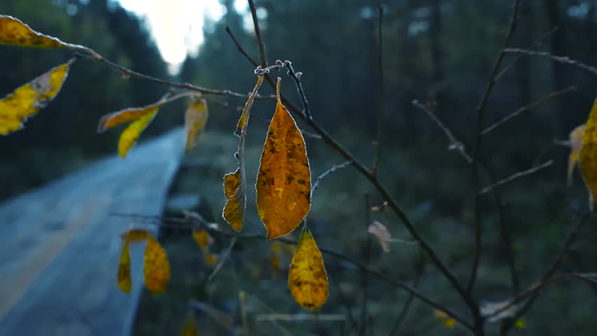 Golden yellow and orange yellow autumn leaves that have ice and frost on them hanging on a small tree branch in front of a bokeh blurry wooden hiking and camping boarwalk in bog marshland nature back.