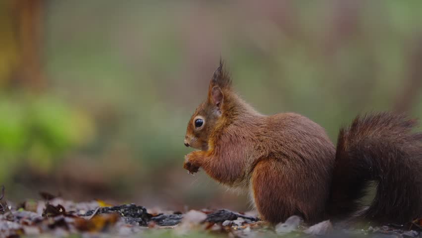 Red squirrel stands upright in warm autumn forest, scanning surroundings from ground level