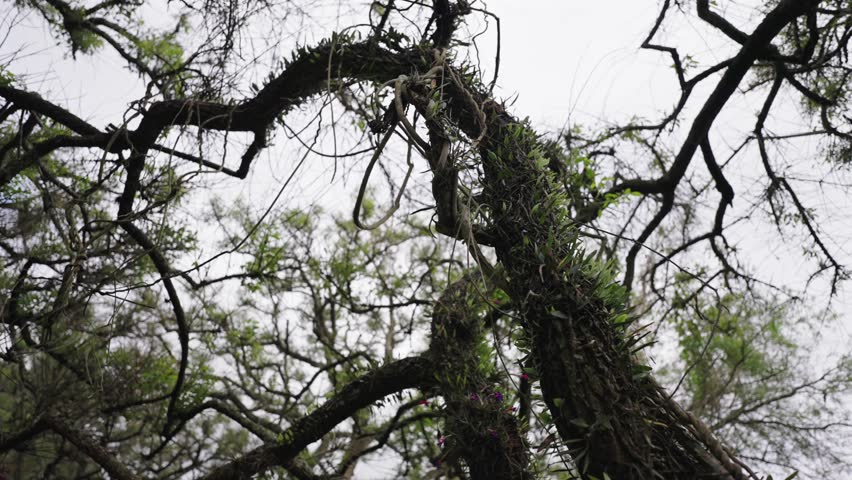 Low angle shot of a gnarled tree in the Paraná Delta, Argentina, wrapped in vines and epiphytes including Tillandsia species, showing lush subtropical vegetation under a cloudy sky.