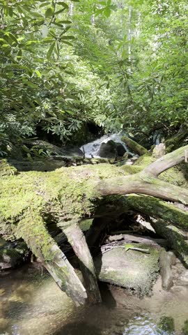 Meigs Creek Cascade, Great Smoky Mountains National Park, Tennessee waterfall, Smoky Mountains, Meigs Creek Trail, cascade, forest waterfall, mountain stream, Appalachian Mountains, flowing water, lon
