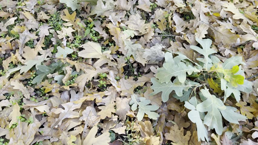 Autumn Oak Leaves Forest Floor Ground Texture
