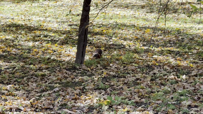 Red Squirrel Standing Autumn Leaves Forest Floor