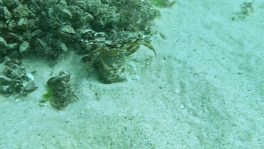 A crab runs along the sand underwater in the Black Sea
