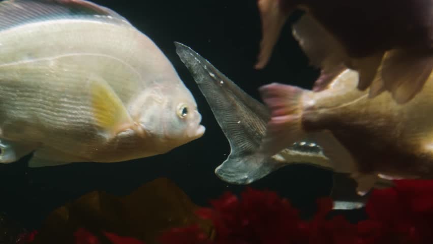 A close up shot of a Shiner Surfperch (Cymatogaster aggregata) swimming in an aquarium tank. The fish has a silver white body with faint yellow stripes and is captured in a natural underwater habitat,