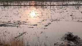 Sunset reflected on a flooded rice paddy with scattered stubble and muddy ridges, creating a calm, mirror-like surface in soft golden-pink light — a tranquil rural landscape evoking agriculture. - Powered by Shutterstock - Get 15% off with code: PIKWIZARD15