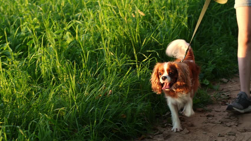 Curious King Charles Spaniel walks on leash along path next to its owner, its tail wagging. Sweet dog, its owner strolling in pet area; dog is sweltering in heat, its tongue hanging out. Dog walking