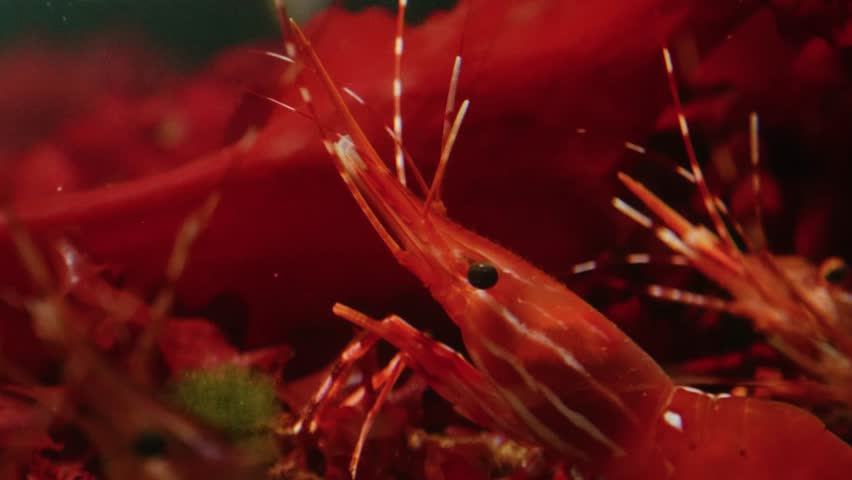 A close up shot of a group of vibrant red prawns, or shrimp, swimming in a brightly lit aquarium tank. The detailed view captures the intricate patterns on their shells and their long, delicate antenn