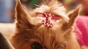 Christmas dog, Cute Yorkshire Terrier in red outfit poses on wooden stool beside decorated Christmas tree, Perfect for New Year, winter holidays - Powered by Shutterstock - Get 15% off with code: PIKWIZARD15