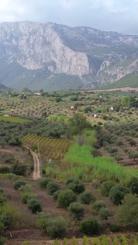 Experience the beauty of olive trees in Sardinia, showcasing the lush landscapes and unique farming practices. Discover the serene environment and agricultural techniques used in cultivation.