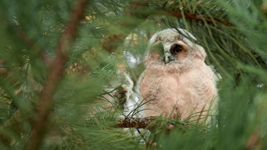 Three cute playful owlets in their nest in a pine forest. 60fps close up clip of a young long eared owl family.