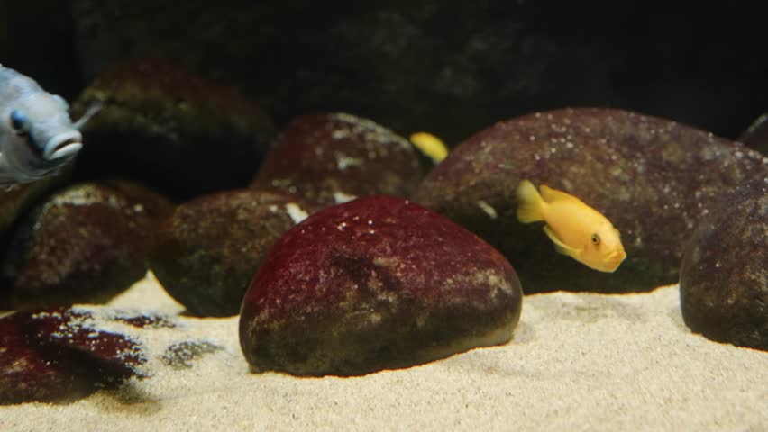 A close up shot of a colorful Aulonocara cichlid fish with another smaller cichlid in the background, swimming gracefully among rocks and sand in a freshwater aquarium.