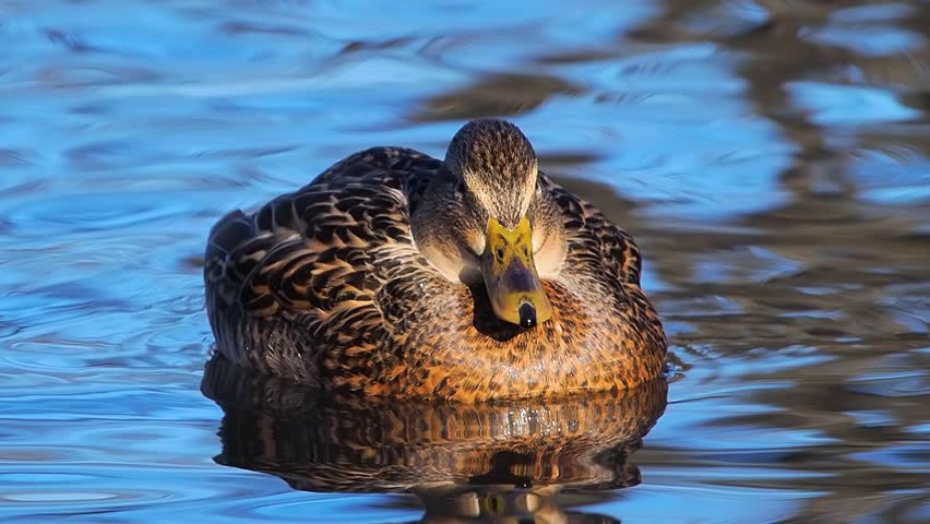 beautiful female mallard duck on a lake in winter, slow motion