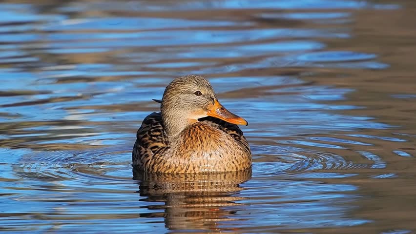 beautiful female mallard duck on a lake in winter, slow motion