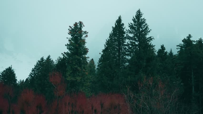 4K shot of pine forest in mountain during winter season at Betab Valley, Kashmir, India. Foggy misty weather in forest. Nature background.