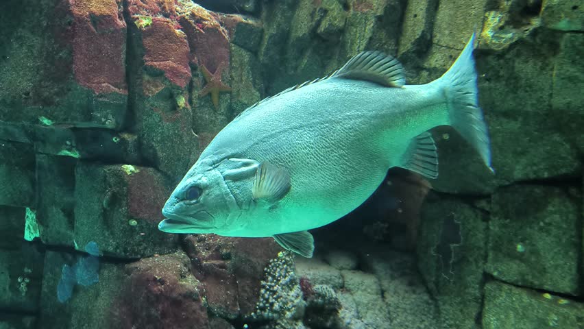 A giant sea bass, Stereolepis gigas, also known as the pescara or giant grouper, moving in the water
