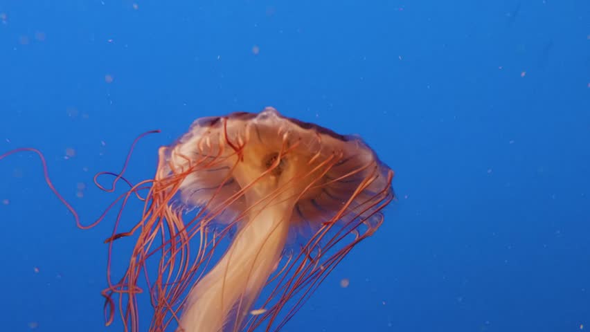 A mesmerizing close up of a Pacific Sea Nettle jellyfish (Chrysaora fuscescens) gracefully swimming in a vibrant blue tank.