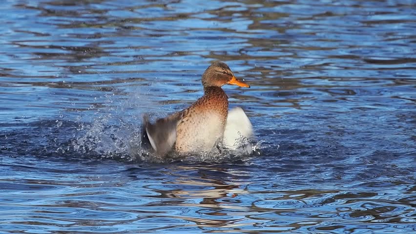  mallard duck flaps its wings in the water in slow motion
