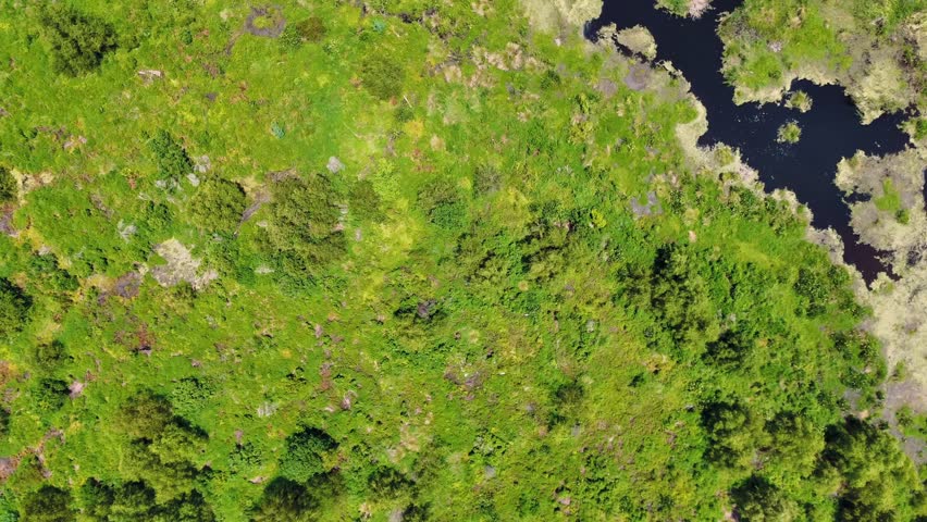 Aerial top down of Bayou Swamp wetlands summer nature scene sunny day in rural Louisiana LA USA