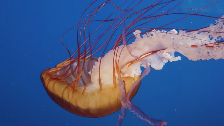 A close up shot of a Pacific sea nettle (Chrysaora fuscescens) jellyfish gracefully swimming and pulsing its bell in a blue lit tank.