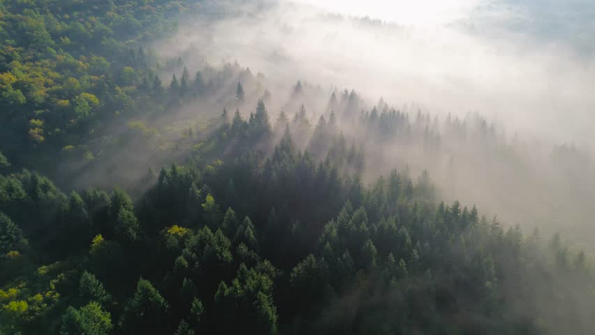 Drone flying over a misty evergreen forest with beautiful morning sun rays breaking through the fog