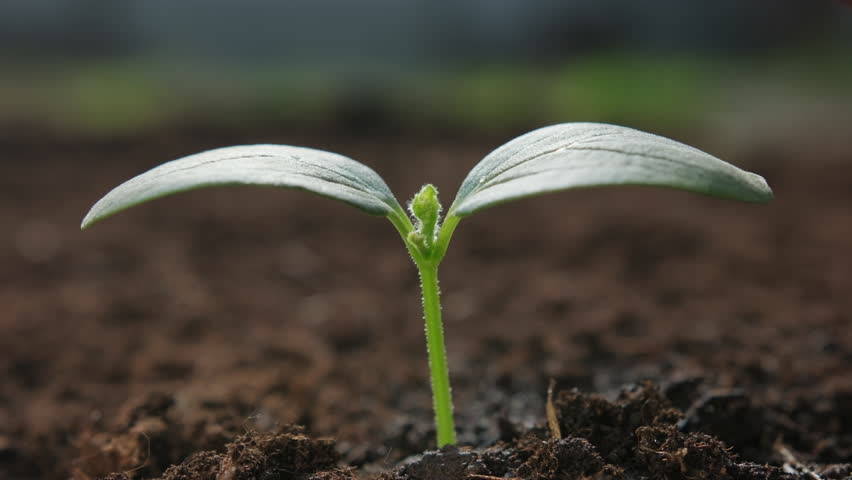 Hand watering green seedling sprout in soil close-up, droplets of water dripping from the fingertips onto young leaves