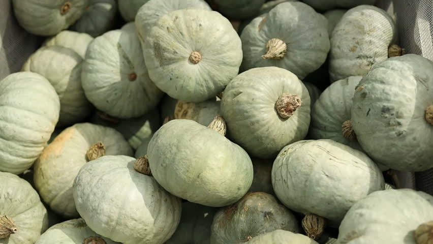 Fresh organic green pumpkins piled together during harvest season. Concept of agriculture, healthy eating, natural food, and eco farming.
