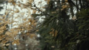 Conifer and deciduous branches swaying in autumn forest wind - Powered by Shutterstock - Get 15% off with code: PIKWIZARD15