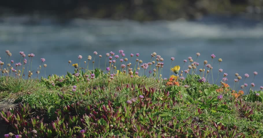 Slow Motion Sea Thrift Bloom on the California Coastal Bluff