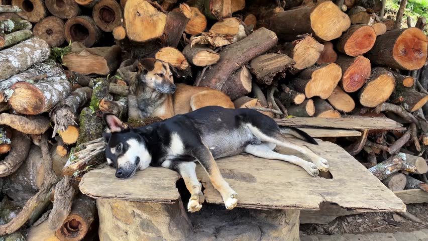 Rustic Countryside Scene: Two Mixed Breed Dogs Resting and Relaxing by a Large Stack of Firewood Logs
